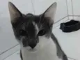 gatos