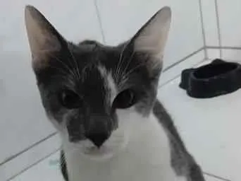 Gato raça SRD-ViraLata idade 2 a 6 meses nome gatos