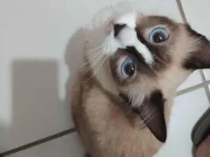 Gato raça Siamês idade 2 a 6 meses nome Nina