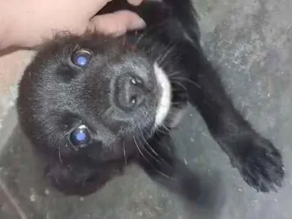 Cachorro raça SRD-ViraLata idade 2 a 6 meses nome Maria