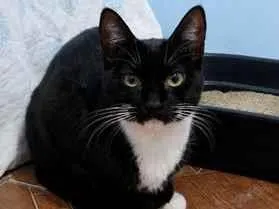 Gato raça SRD-ViraLata idade 7 a 11 meses nome Mel