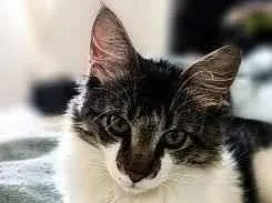 Gato raça SRD-ViraLata idade 2 a 6 meses nome sem nome 