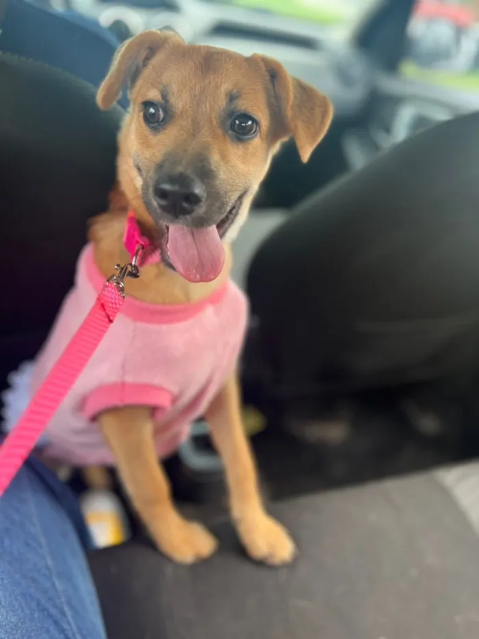 Cachorro raça SRD-ViraLata idade 7 a 11 meses nome Hanna Banana