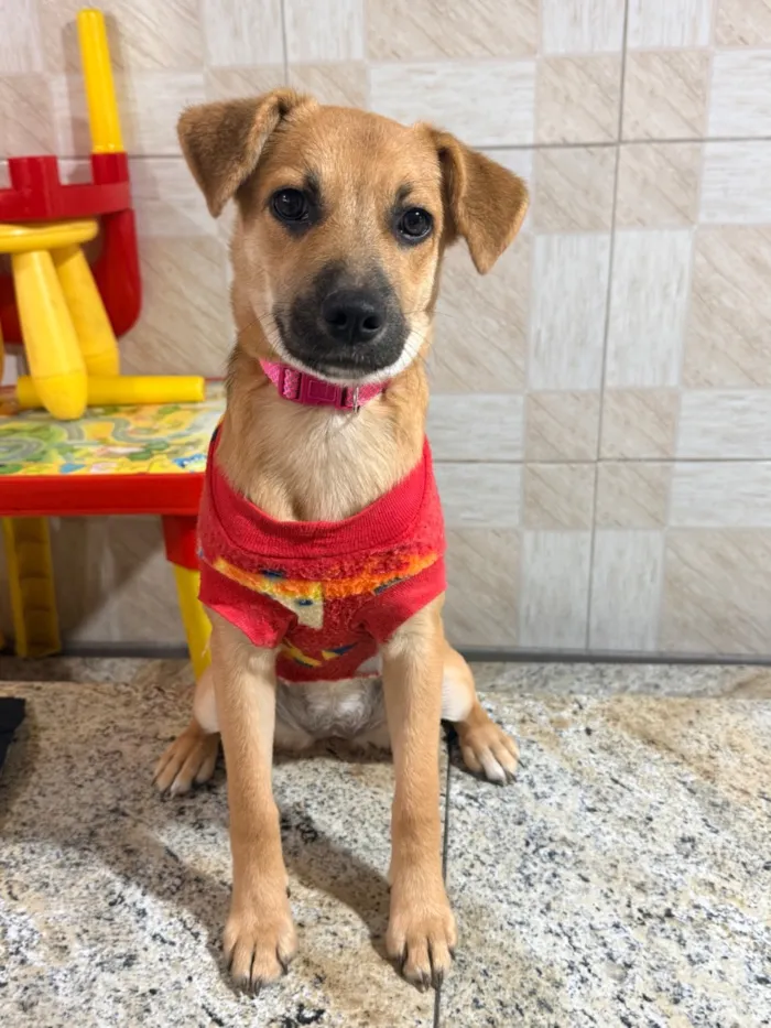 Cachorro raça SRD-ViraLata idade 7 a 11 meses nome Hanna Banana