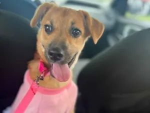 Cachorro raça SRD-ViraLata idade 7 a 11 meses nome Hanna Banana