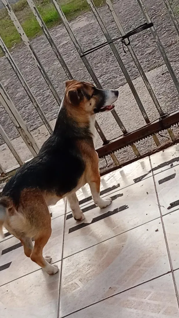 Cachorro raça SRD-ViraLata idade 2 a 6 meses nome não tem nome
