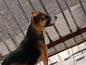 Cachorro raça SRD-ViraLata idade 2 a 6 meses nome não tem nome