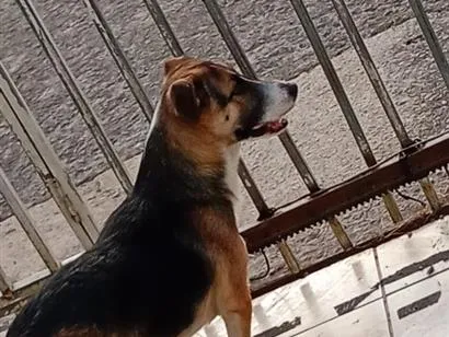 Cachorro raça SRD-ViraLata idade 2 a 6 meses nome não tem nome