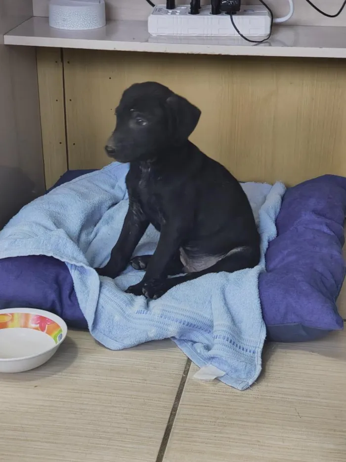 Cachorro raça SRD-ViraLata idade 2 a 6 meses nome Bob