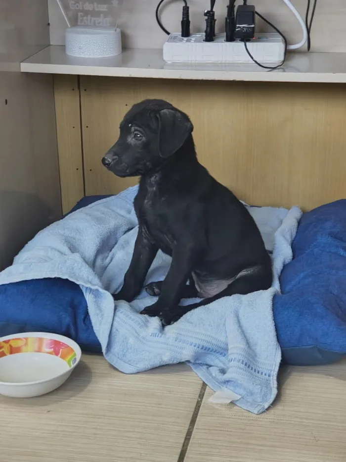 Cachorro raça SRD-ViraLata idade 2 a 6 meses nome Bob