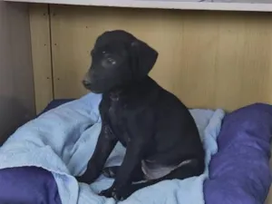 Cachorro raça SRD-ViraLata idade 2 a 6 meses nome Bob