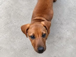 Cachorro raça SRD-ViraLata idade 2 a 6 meses nome Luna 