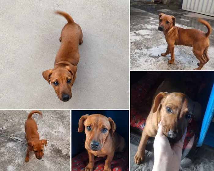 Cachorro raça SRD-ViraLata idade 2 a 6 meses nome Luna 
