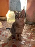 Gatinha