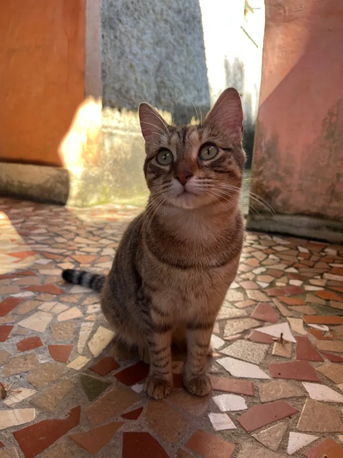 Gato raça SRD-ViraLata idade 3 anos nome Gatinha