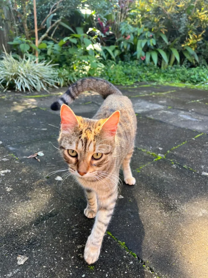 Gato raça SRD-ViraLata idade 3 anos nome Gatinha