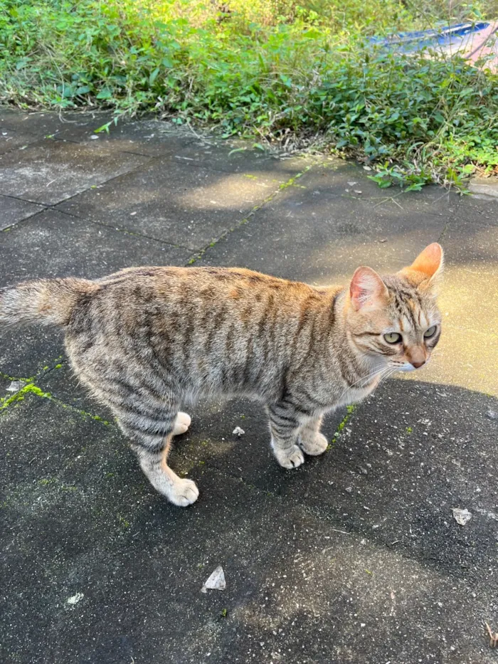 Gato raça SRD-ViraLata idade 3 anos nome Gatinha
