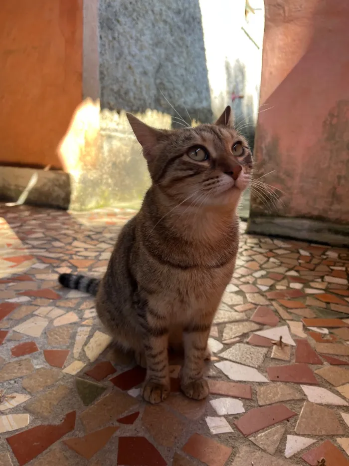 Gato raça SRD-ViraLata idade 3 anos nome Gatinha