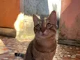 Gatinha