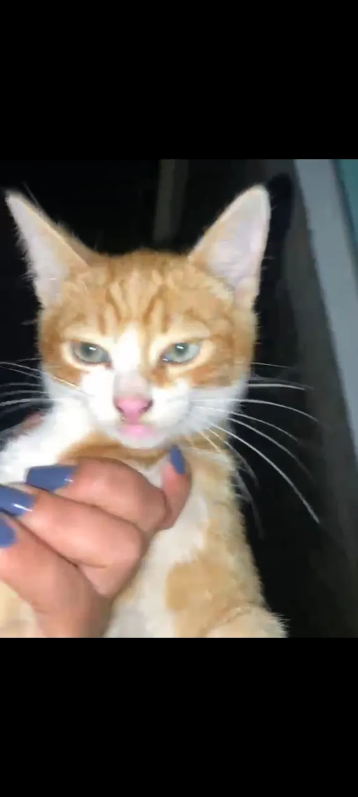 Gato raça SRD-ViraLata idade 2 a 6 meses nome Tigrinho