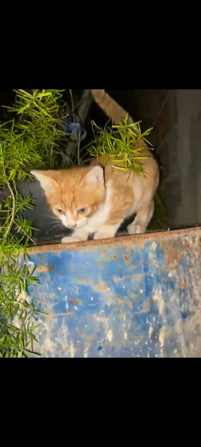 Gato raça SRD-ViraLata idade 2 a 6 meses nome Tigrinho