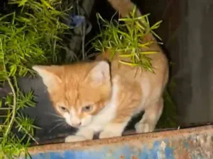 Gato raça SRD-ViraLata idade 2 a 6 meses nome Tigrinho