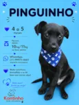 Pinguinho