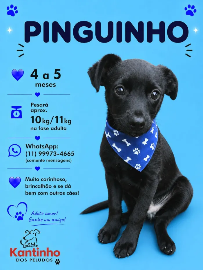 Cachorro raça SRD-ViraLata idade 2 a 6 meses nome Pinguinho
