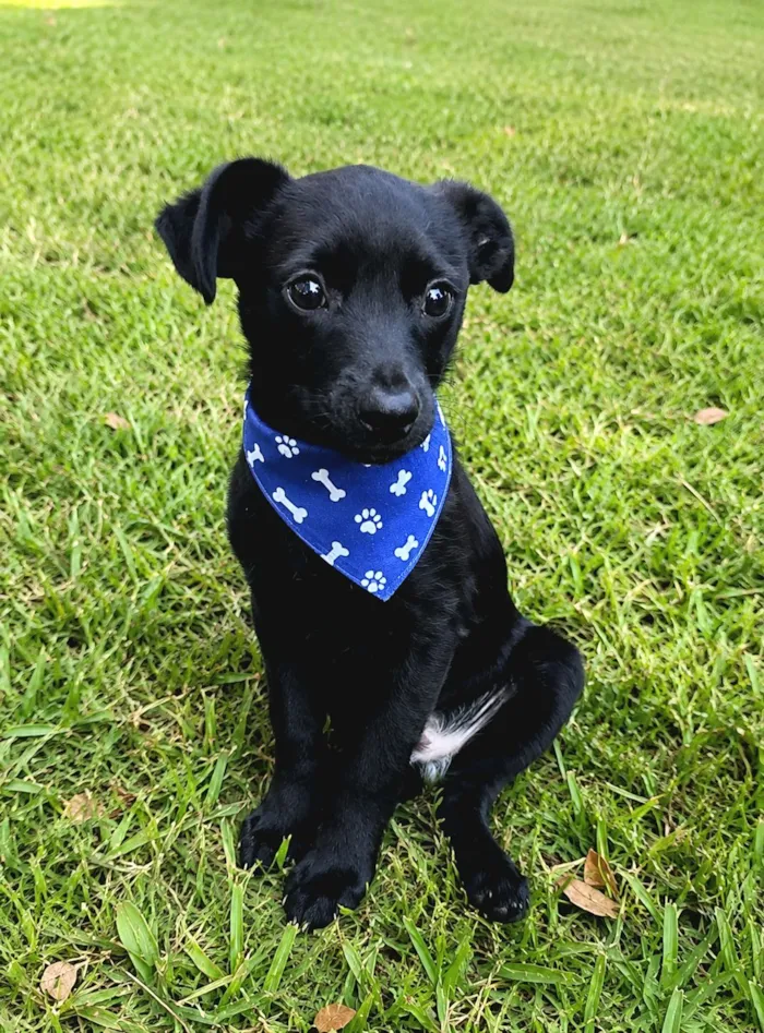 Cachorro raça SRD-ViraLata idade 2 a 6 meses nome Pinguinho