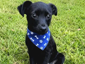 Cachorro raça SRD-ViraLata idade 2 a 6 meses nome Pinguinho