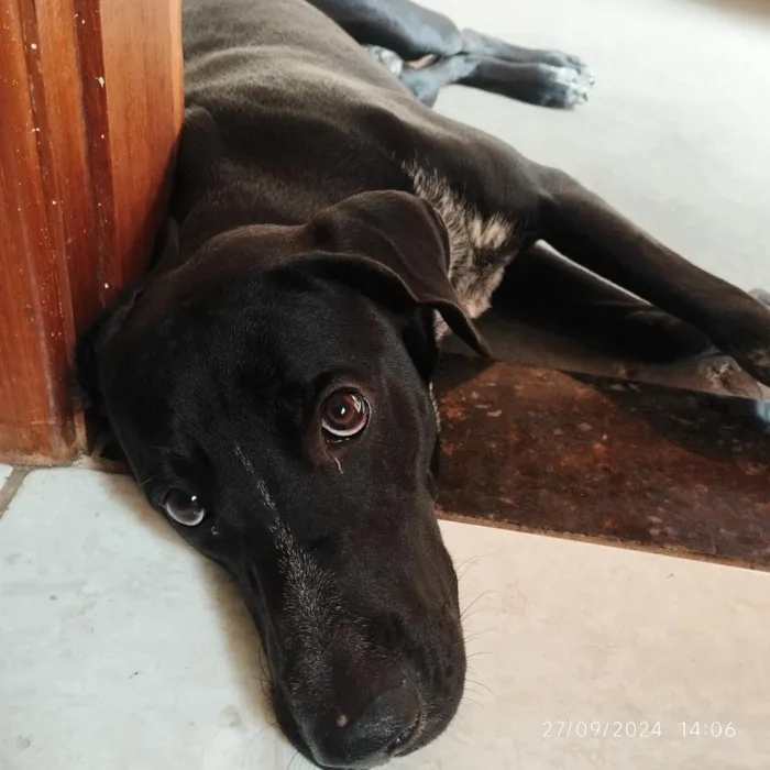 Cachorro raça SRD-ViraLata idade 2 anos nome Baruk