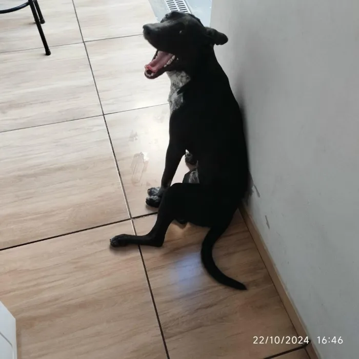 Cachorro raça SRD-ViraLata idade 2 anos nome Baruk