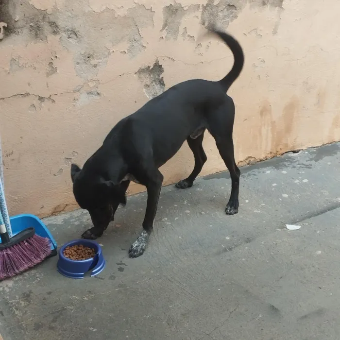 Cachorro raça SRD-ViraLata idade 2 anos nome Baruk