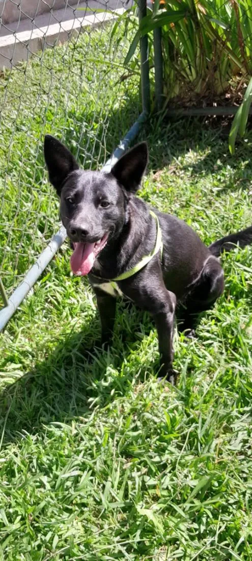 Cachorro raça SRD-ViraLata idade 1 ano nome Sirius 