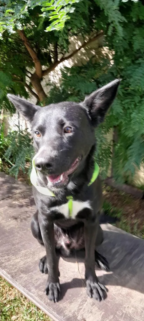 Cachorro raça SRD-ViraLata idade 1 ano nome Sirius 