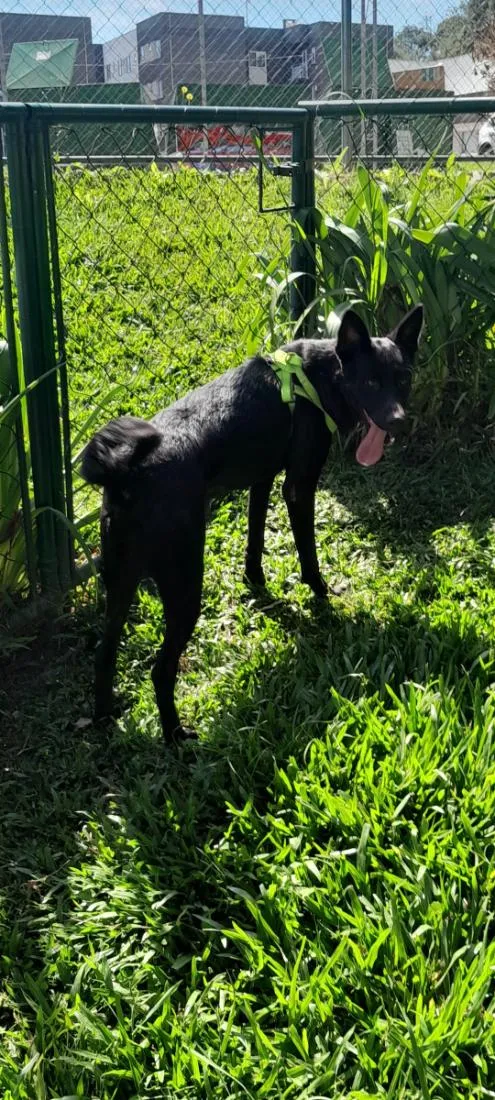 Cachorro raça SRD-ViraLata idade 1 ano nome Sirius 