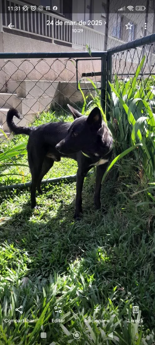 Cachorro raça SRD-ViraLata idade 1 ano nome Sirius 