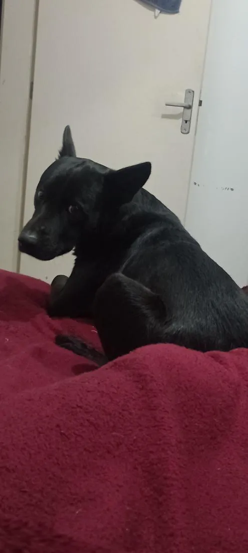 Cachorro raça SRD-ViraLata idade 1 ano nome Sirius 