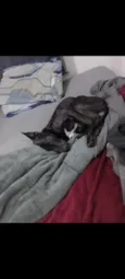 Sirius 