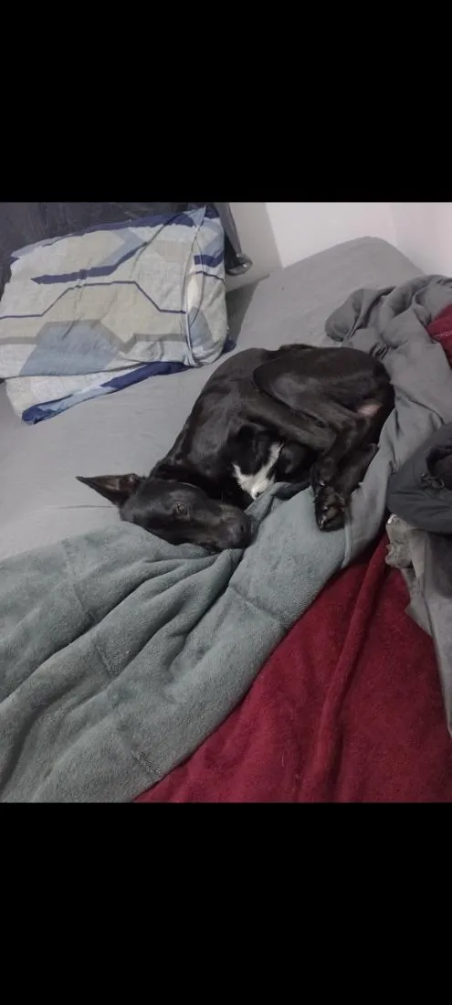 Cachorro raça SRD-ViraLata idade 1 ano nome Sirius 