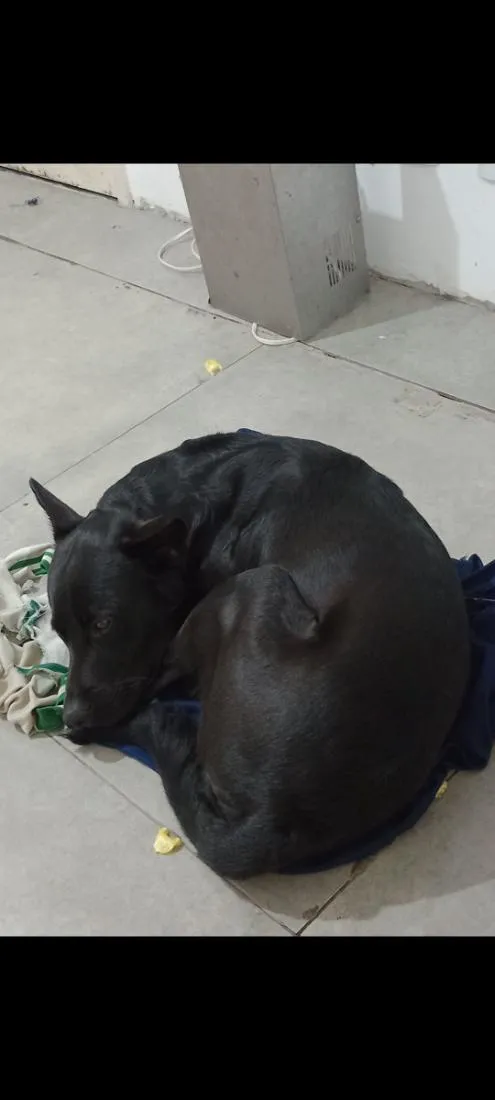 Cachorro raça SRD-ViraLata idade 1 ano nome Sirius 