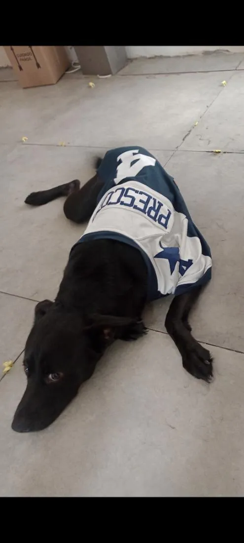 Cachorro raça SRD-ViraLata idade 1 ano nome Sirius 
