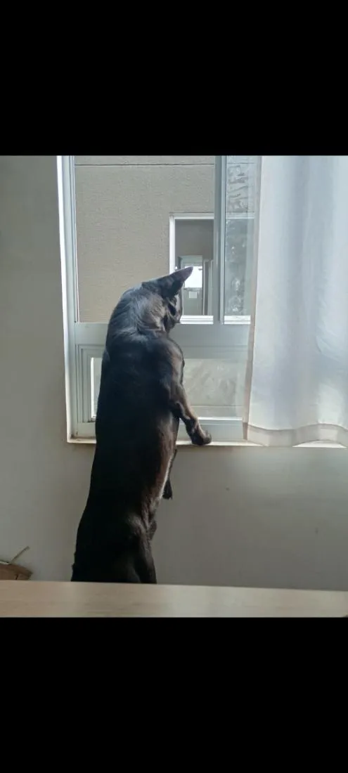 Cachorro raça SRD-ViraLata idade 1 ano nome Sirius 