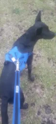 Sirius 