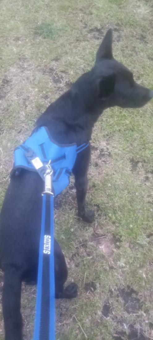 Cachorro raça SRD-ViraLata idade 1 ano nome Sirius 