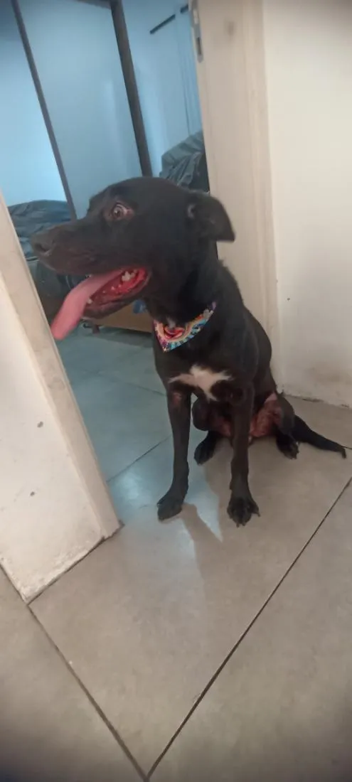 Cachorro raça SRD-ViraLata idade 1 ano nome Sirius 