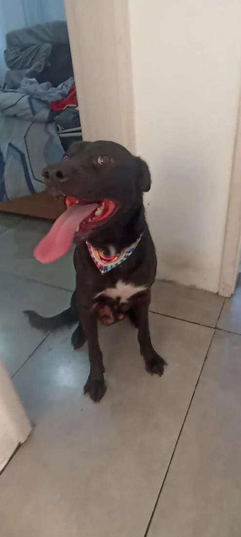 Cachorro raça SRD-ViraLata idade 1 ano nome Sirius 