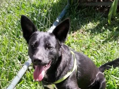 Cachorro raça SRD-ViraLata idade 1 ano nome Sirius 