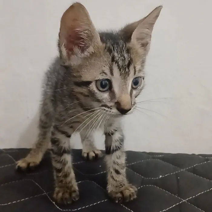 Gato raça SRD-ViraLata idade 2 a 6 meses nome Melody 