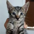 Melody 